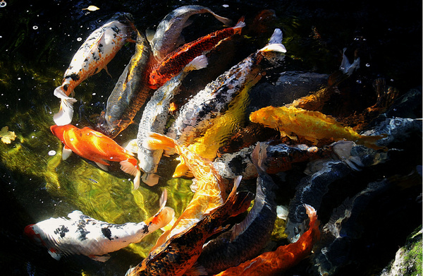 Balıkların hareketli döngüsü ve rastlantısal odak renklerin dinamik yansıması soyut bir görselin habercisi.