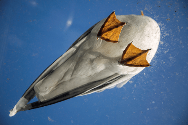 Mehmet Kıratlı / Akmerkez "Farklılık" temalı Kategori Birinciliği