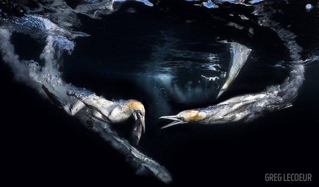 Scuba-Diving-Magazine-Photo-Contest-2017-1