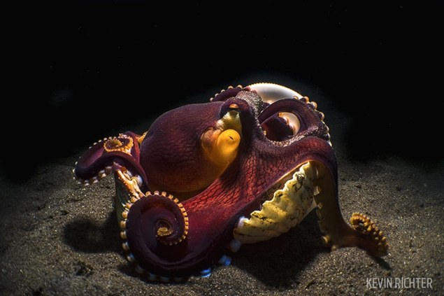 Scuba-Diving-Magazine-Photo-Contest-2017-2